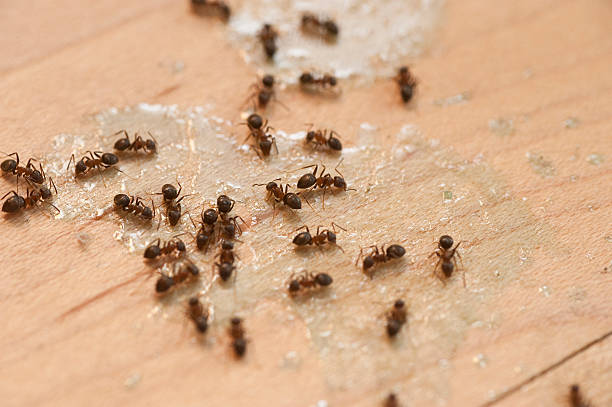 Professional Pest Control in South Bend, IN